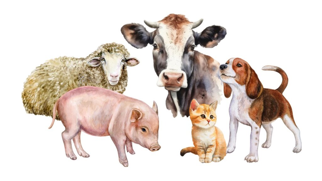 Domácí, hospodářská zvířata