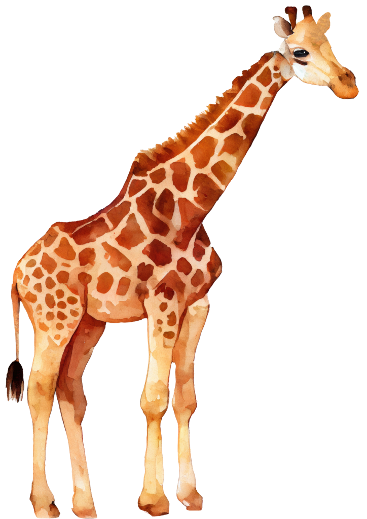 žirafa