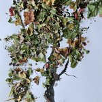 Vítr převléká stromy